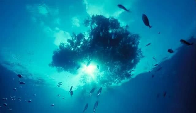 马尾藻海|全球最危险海域：无风无浪透明度达72米，过往的船却“有去无回”
