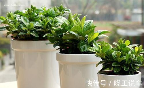 寒冷的冬天,栀子花的养护谨记4点,枝粗叶大,越养越旺盛