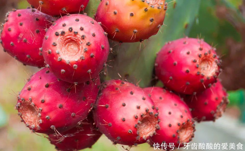 养花达人:38年前,掏家底儿买的2盆花,1盆被偷,1盆传给孙子