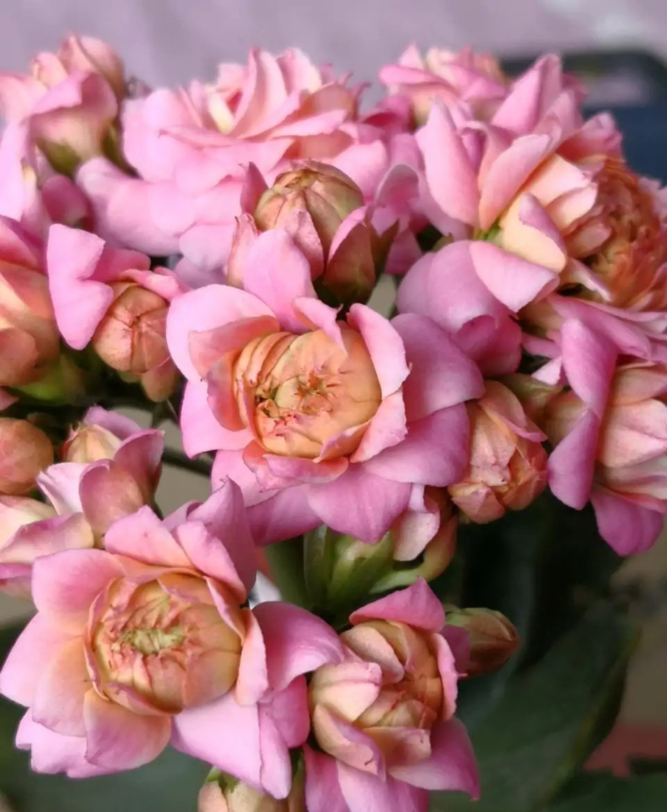 品种|75个长寿花品种,一个比一个美,一起来认识一下吧!