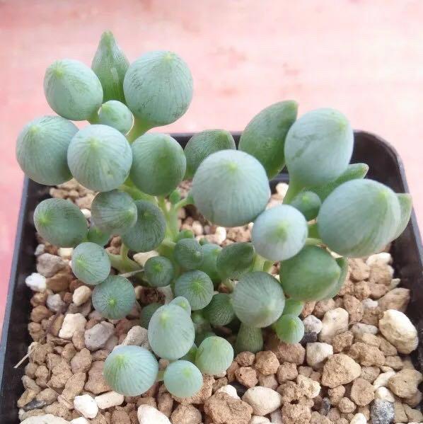 多肉达人手把手教你怎么把肉嘟嘟、圆滚滚的“锦上珠”养爆盆