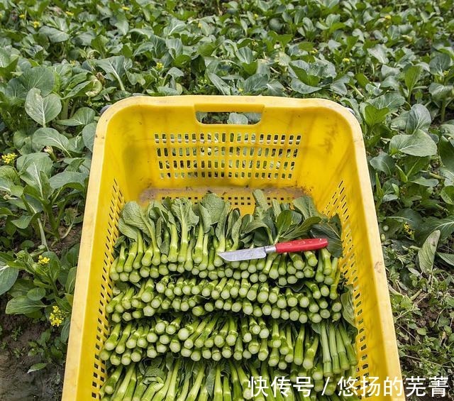 碱性食物|三伏天爱流汗，别光喝水，6种碱性食物要多吃，顺利过夏天！
