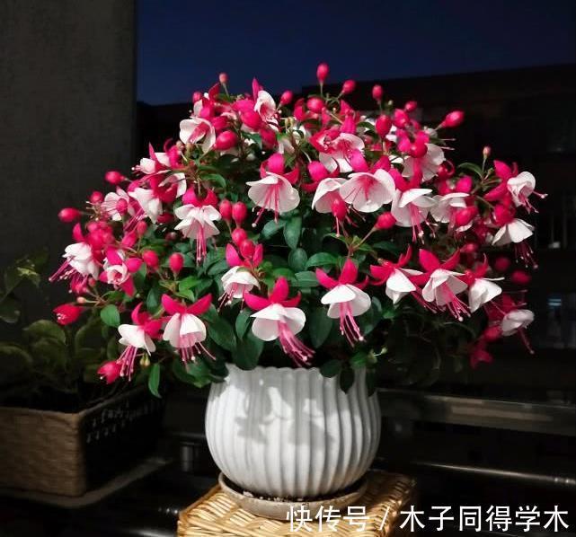 黄叶|栀子花三角梅,十有八九养不好?3个技巧,养成“花大树”