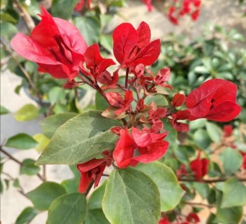 三角梅不开花怎么办？学会3个促花“技巧”，花芽长满枝