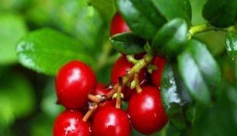 李医师|好食物看过来，夏天吃的食物，排毒清肠，强身健体，增强抵抗力