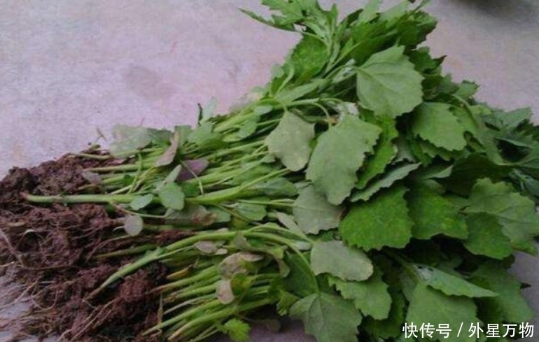  农村|农村最常见的5种野菜，个个都是宝，长期食用好处多多