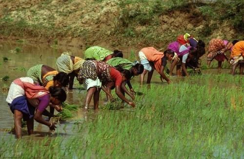 饮食习惯|以前农村吃咸菜多,为啥却很少得高血压和心血管病?医生告知实情