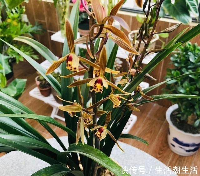 花友|兰花冒出一串黏黏的“小水珠”,恭喜你,终于撞“大运”了!