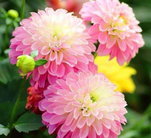 4种漂亮花养家里,一年四季开花不断,惊艳如花球,美翻了