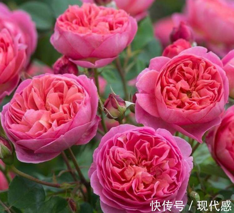 几款花卉超美的,全年开花不停,花朵烂漫迷人