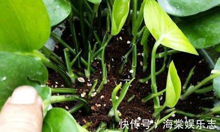 根系|绿萝、发财树蔫了别浇水，浇一盆死一盆，要这样救治