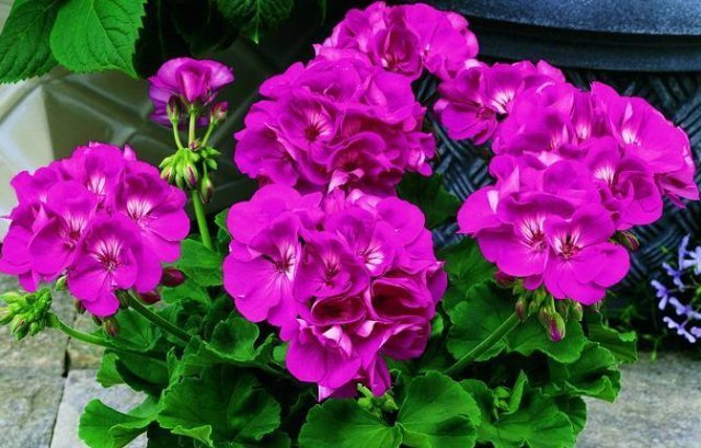 爆盆|夏天养花难养此3种花“最适合”,越晒越旺,给点水就“爆盆”