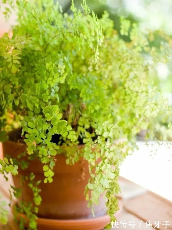 观赏蕨类植物叶子发黄的6大原因，黄叶的症状和解决方法