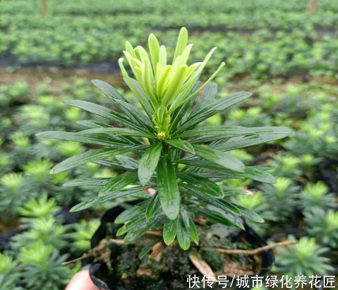 青苔|罗汉松小盆栽上盆以后一直从顶部开始枯叶是怎么回事？青苔是祸端