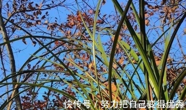 雨水|内炼一口气，不接触土壤都能生根，兰花原来是这么生长的