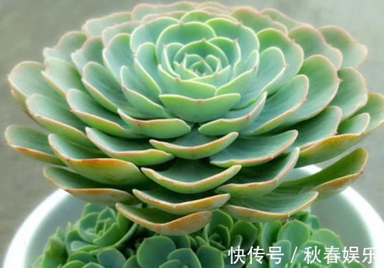 多肉植物|超好养活的多肉植物,喜欢多肉的不要错过,这几款超好看还好养