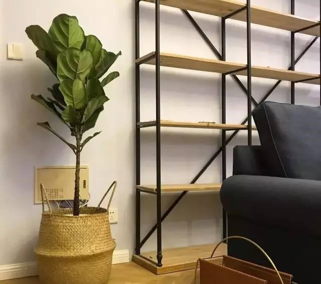 有机肥|花土硬得像石头,烂根又黄叶,灌点它很快变松软,不用换土!