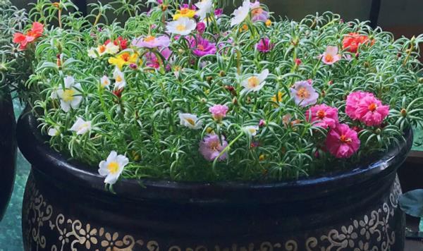 暖春来临时,培育太阳花认真做好这些事情,盆里将冒出很多新芽