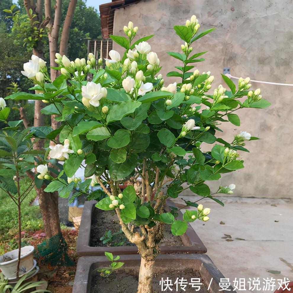 墨兰|冬天想养开花植物，选这10种，冬季也能开花，而且香味十足