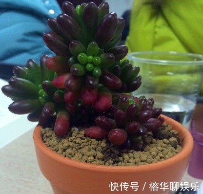 别人家和我家“多肉”对比图,能养得“丑”出境界的,真是辛苦了