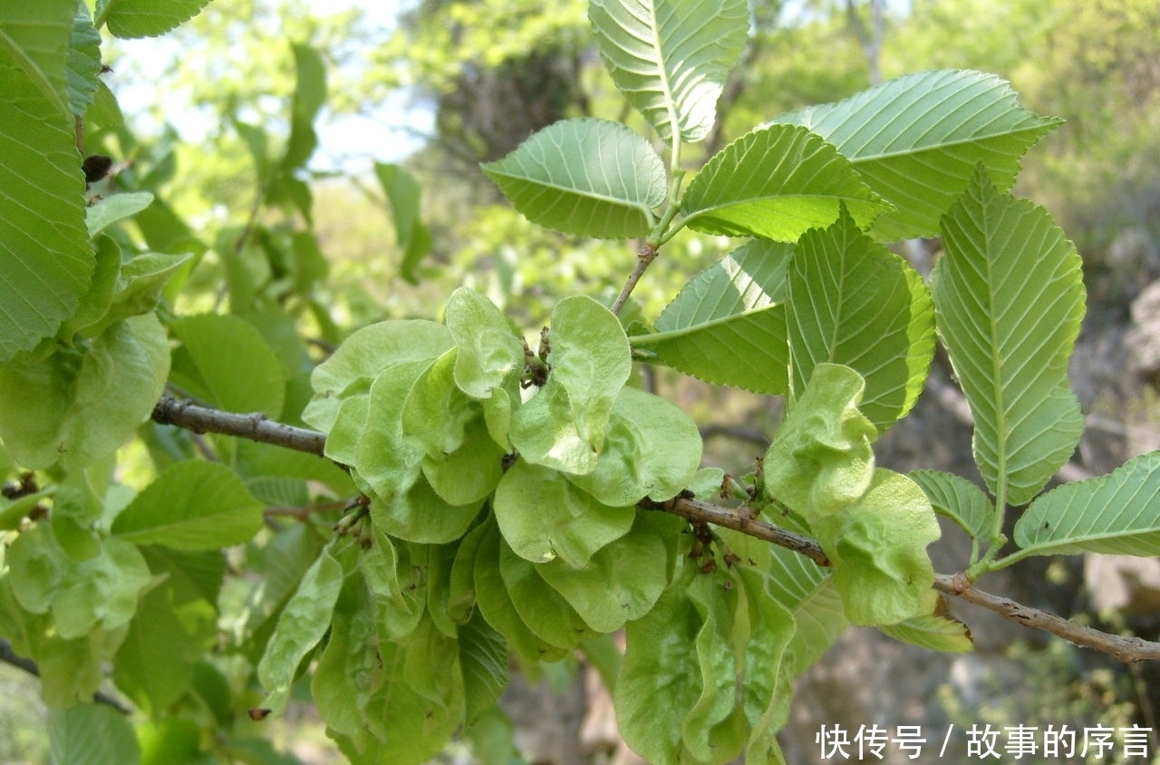榆錢|夏天吃這幾樣野菜,能除濕熱、防便秘、還能止咳化痰!你吃過(guò)嗎?