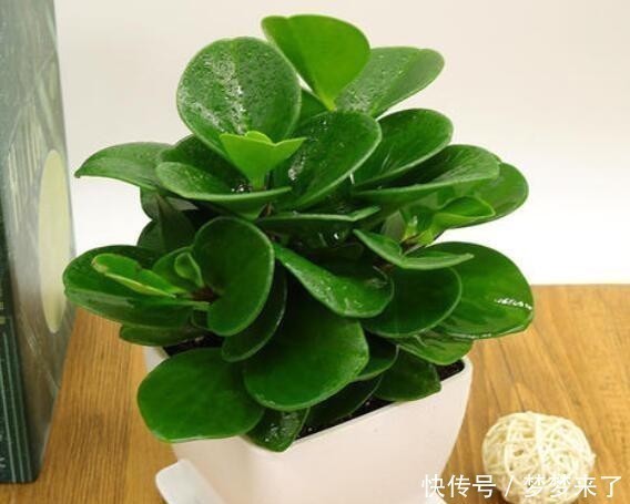 室内没有光照,养4种耐阴花卉,绿叶满盆不在话下