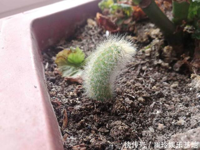 她家一棵“九尾狐”，开花超艳丽，邻居看了都眼馋！