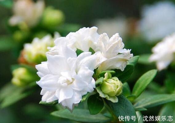 盆景|喜欢盆景就养它,1个枝能扦插,6月开花多又美,美过金枝玉叶