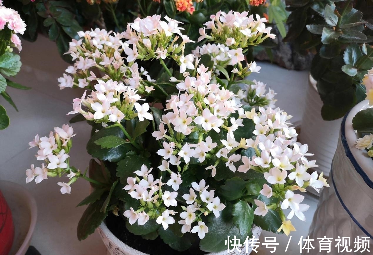 长寿花染上白粉病该怎么办?