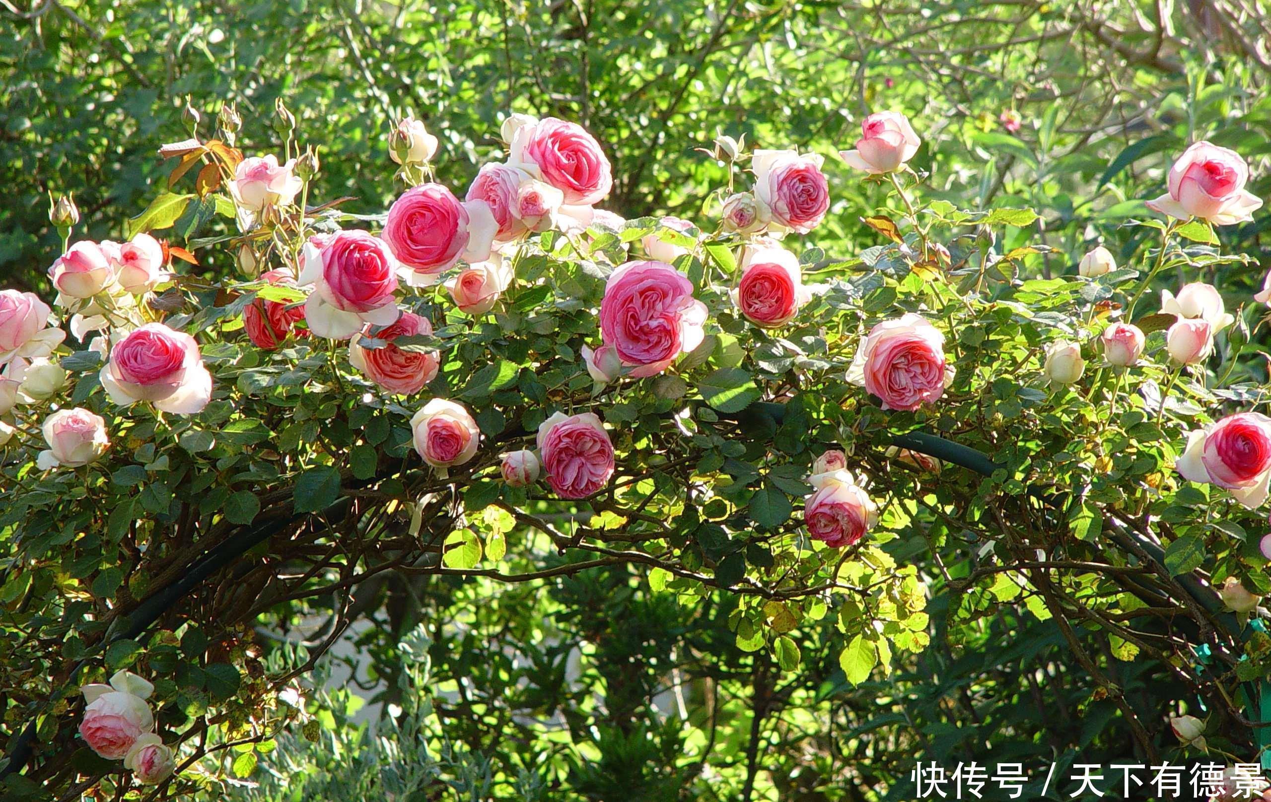 月季春天“压一下”,一个芽变成一排芽,花量多5倍,阳台高颜值