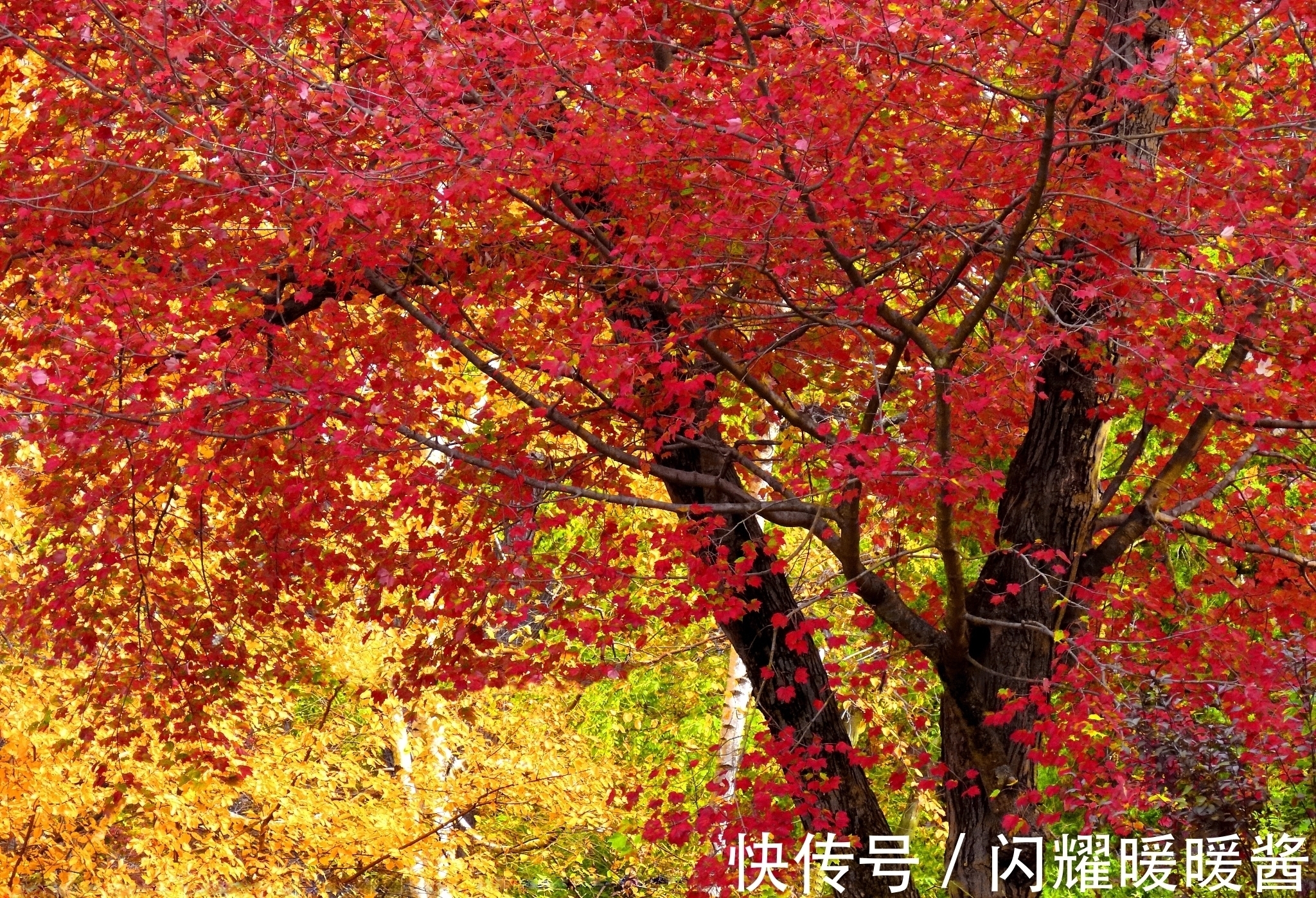 唐朝!寻找秋天最美的诗词,以“秋”为题的诗词排行榜前10名