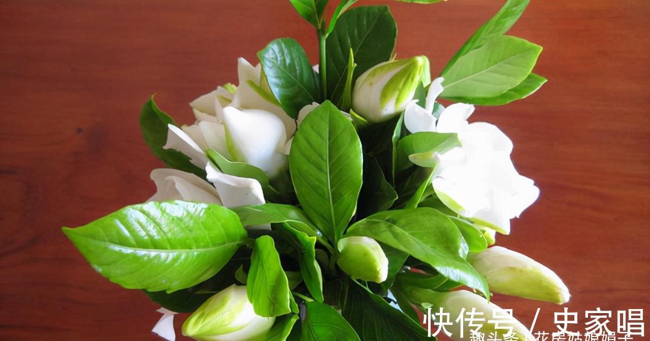 盆栽栀子花价格差别大,它们区别也大,新手养栀子花该如何选择?