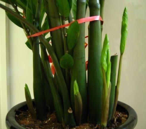 4种花被人们称为“穷命花”,不能住“大房子”,挤挤反而易爆盆