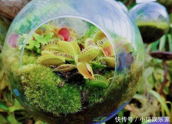 花多多|养花必备肥料,浇水前撒一点,月季开花拳头大!