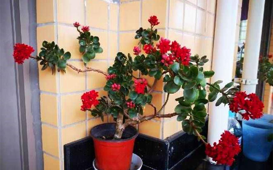 茶花|天气冷,六种花要干养,少水多晒才健壮,养成老桩更旺家