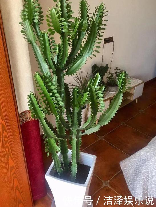 绿植|这4款绿植可镇宅辟邪、美化庭院,有钱人盆栽首选,好看又好养