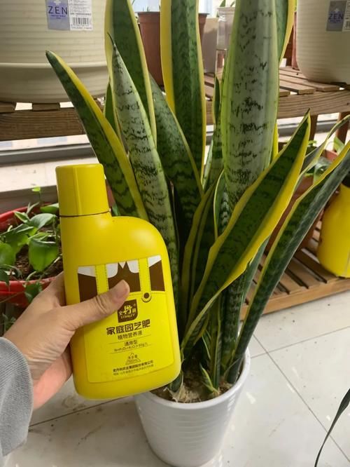 这5款花，不怕不浇水，就怕浇水多，特别适合懒人！