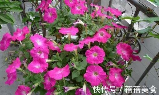 3种花最热销,拿回家摆窗台上,窗台变花园