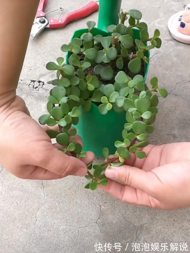 修剪|养一盆金枝玉叶，一剪一扎，轻轻松松，变成值钱的“盆景”