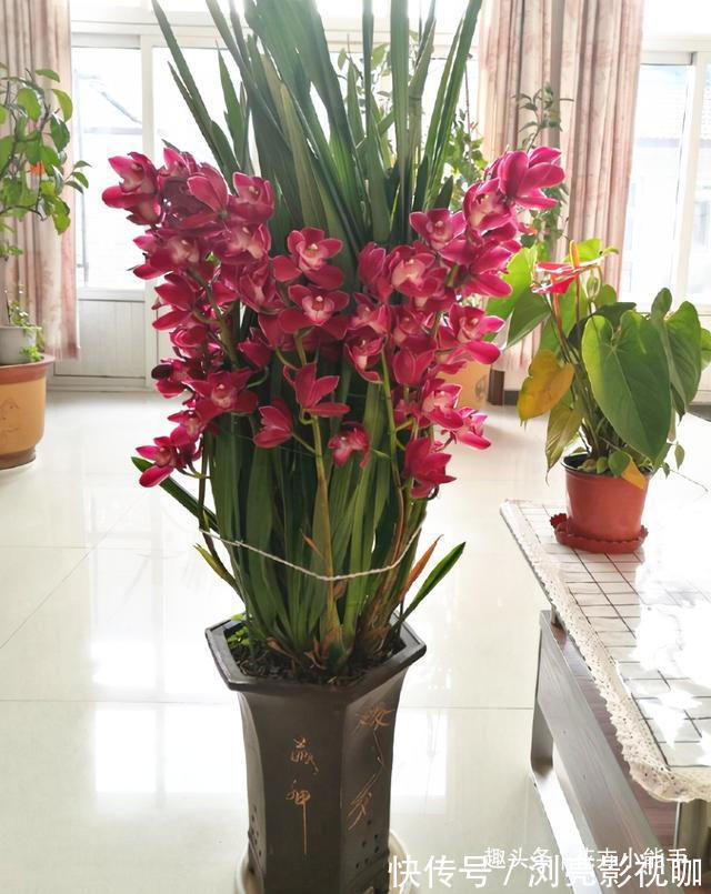这款兰花，被誉为“开花机器”，花大色艳香味浓，勤花勤草好养活