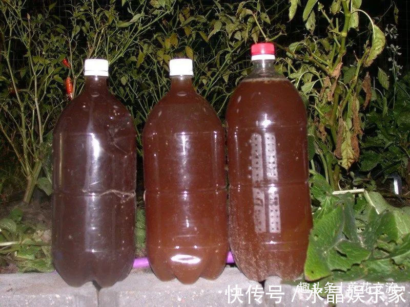 菜籽饼|栀子花、茉莉、茶花和杜鹃养不好两种矾肥水制作配方贡献给你