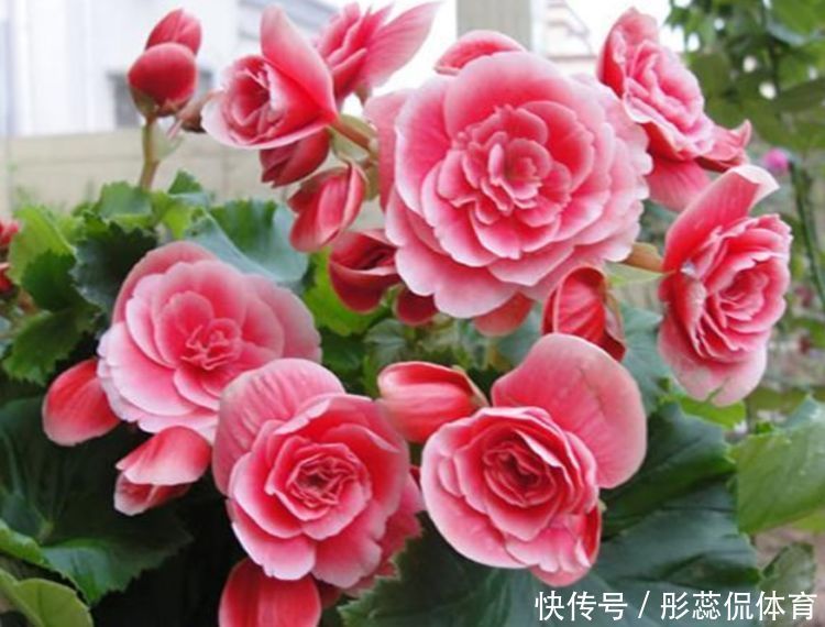 打理|春节不能错过的4种招财花,花香易打理,养在客厅美极了