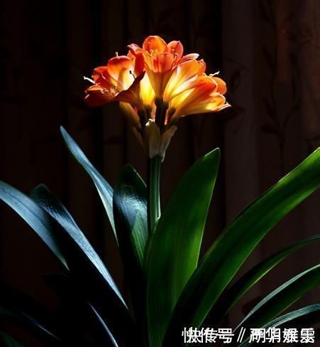 君子兰不开花还总是烂根教你一招,君子兰从此长不停