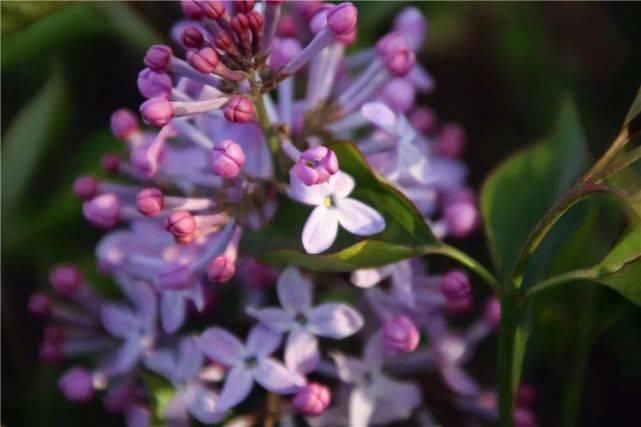 33种花，33首歌，太美了！