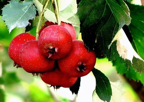 《红楼梦》记载了很多治病良方，曹雪芹为啥单单强调这几种药材好