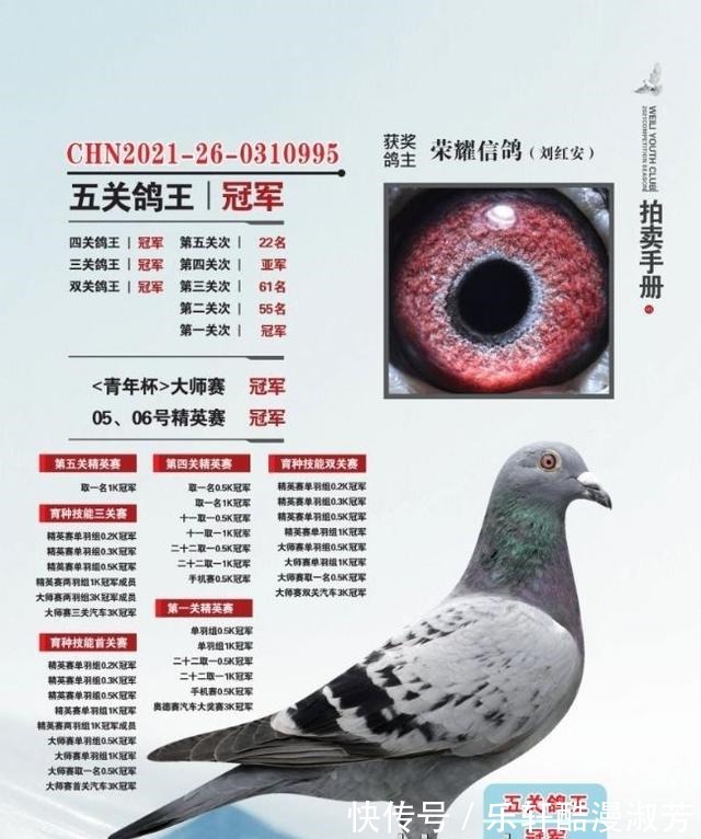 職業(yè)賽場|職業(yè)賽場哪家強且看這批2021年實力冠軍鴿王