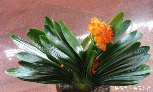 最厉害的“自配”养花营养液,给君子兰喝一勺,叶片坚挺如折扇