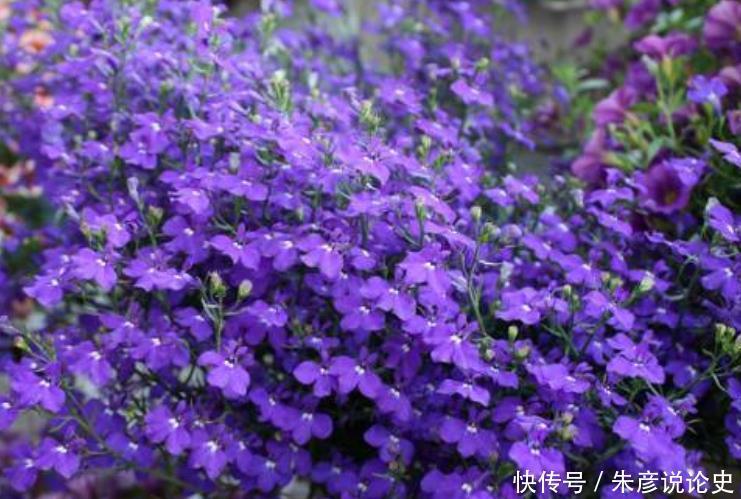 适合夏季养的花，好活易爆盆，四季繁花似锦，姿色艳丽