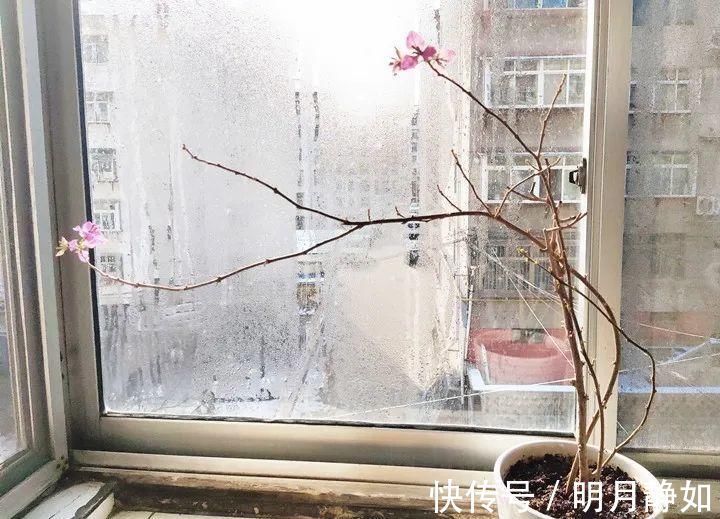 11月,千万别买这种花,养不活惹一肚子气