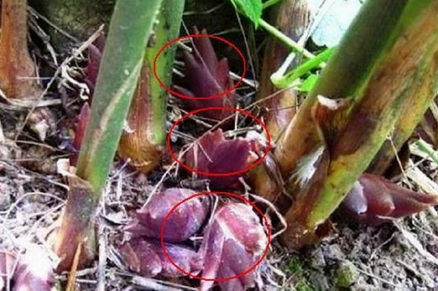 糖尿病|山里人常吃舍不得卖,是糖尿病患者的福音!吃过吗